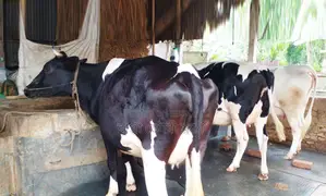 ১৩৭৪ নং উন্নত জাতের ৩টি গাভী গরু বিক্রয় হবে ।