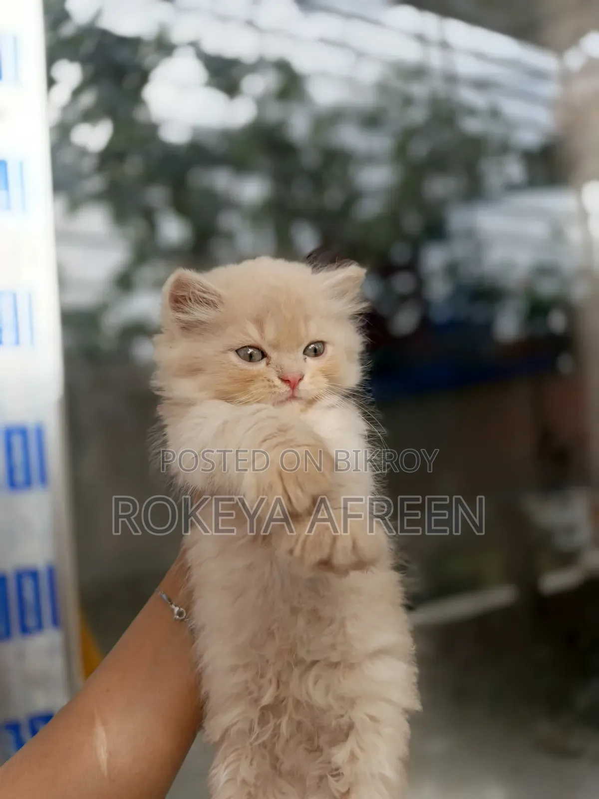 0-1 Month Male Purebred Persian