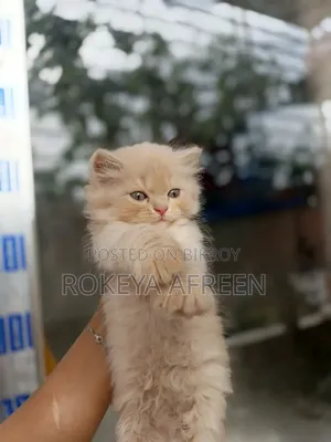 0-1 Month Male Purebred Persian