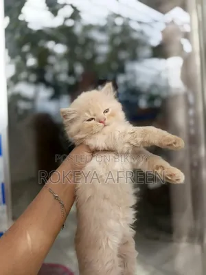 0-1 Month Male Purebred Persian