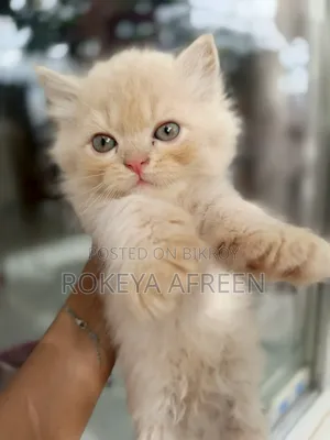 0-1 Month Male Purebred Persian