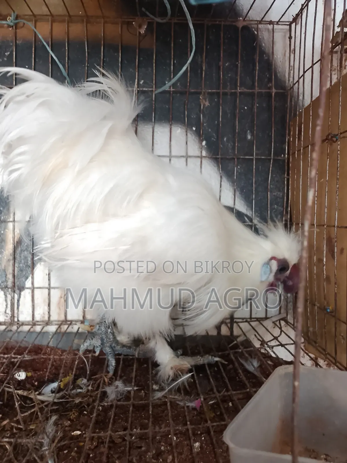 সিল্কি রানিং পেয়ার