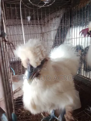 সিল্কি রানিং পেয়ার