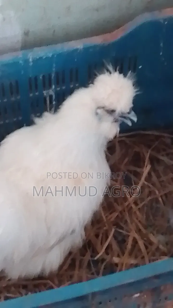 সিল্কি রানিং পেয়ার