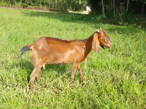 বিশুদ্ধ ব্ল্যাক বেঙ্গল মাদি ছাগল বিক্রয় হবে