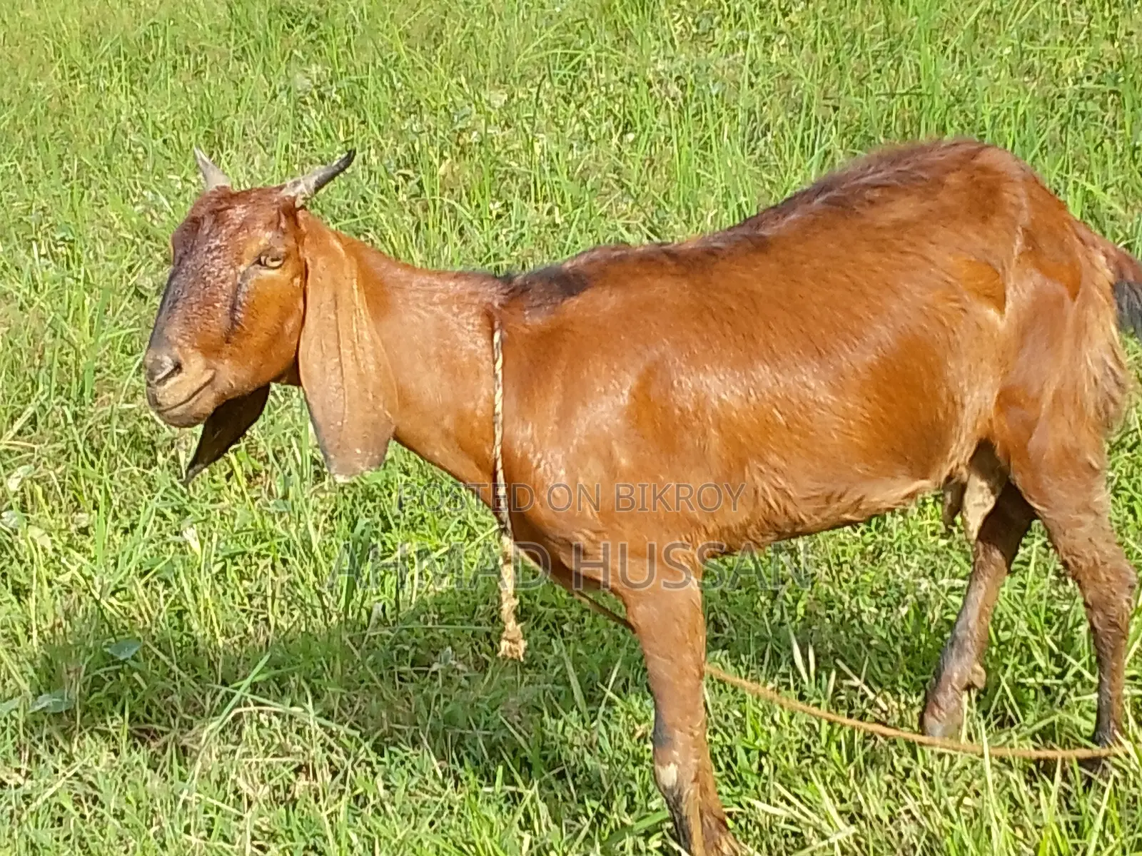 বিশুদ্ধ ব্ল্যাক বেঙ্গল মাদি ছাগল বিক্রয় হবে