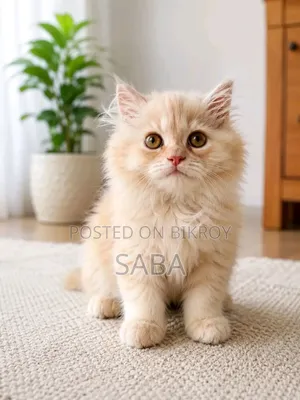 1-3 Months Female Purebred Persian