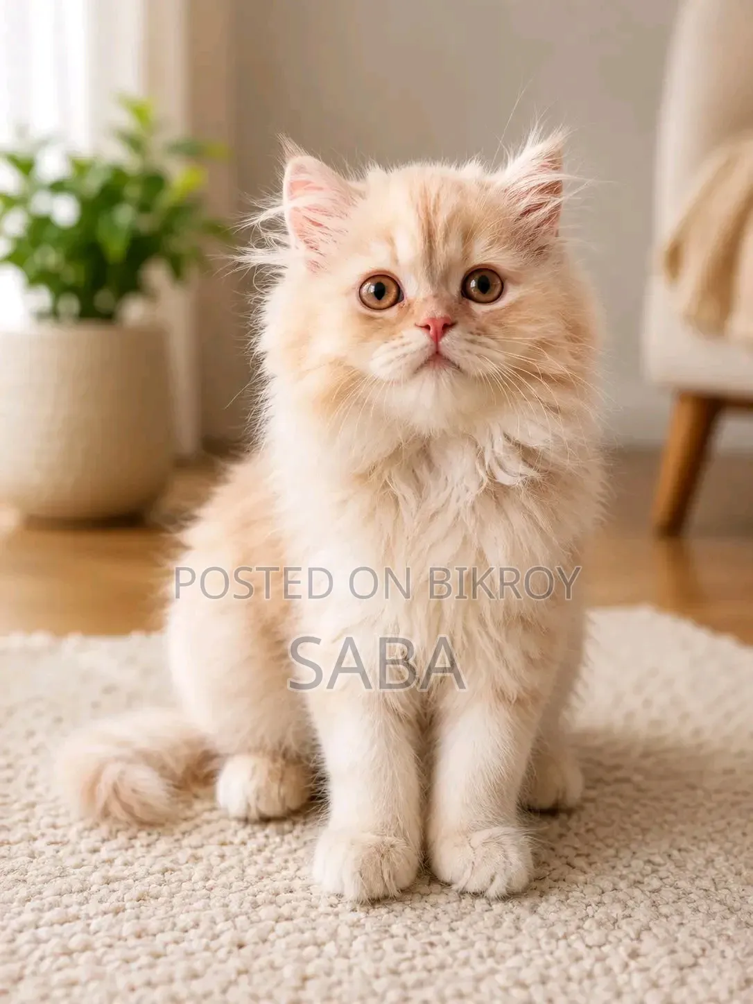 1-3 Months Female Purebred Persian