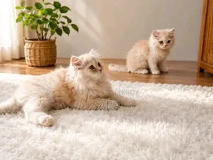 1-3 Months Female Purebred Persian