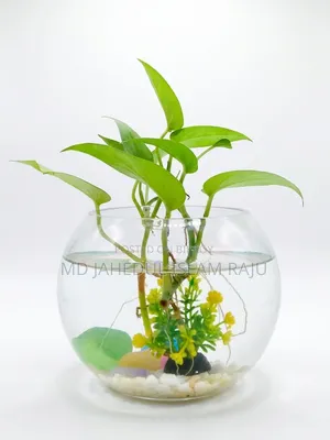 মানি প্ল্যান্ট গাছ