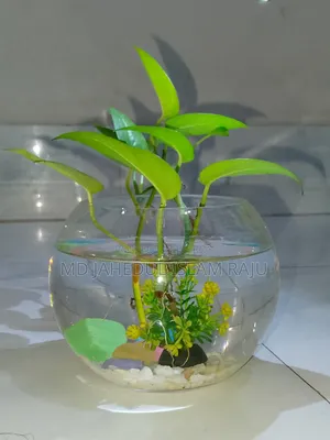 মানি প্ল্যান্ট গাছ