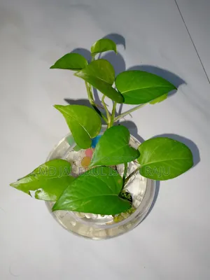 মানি প্ল্যান্ট গাছ