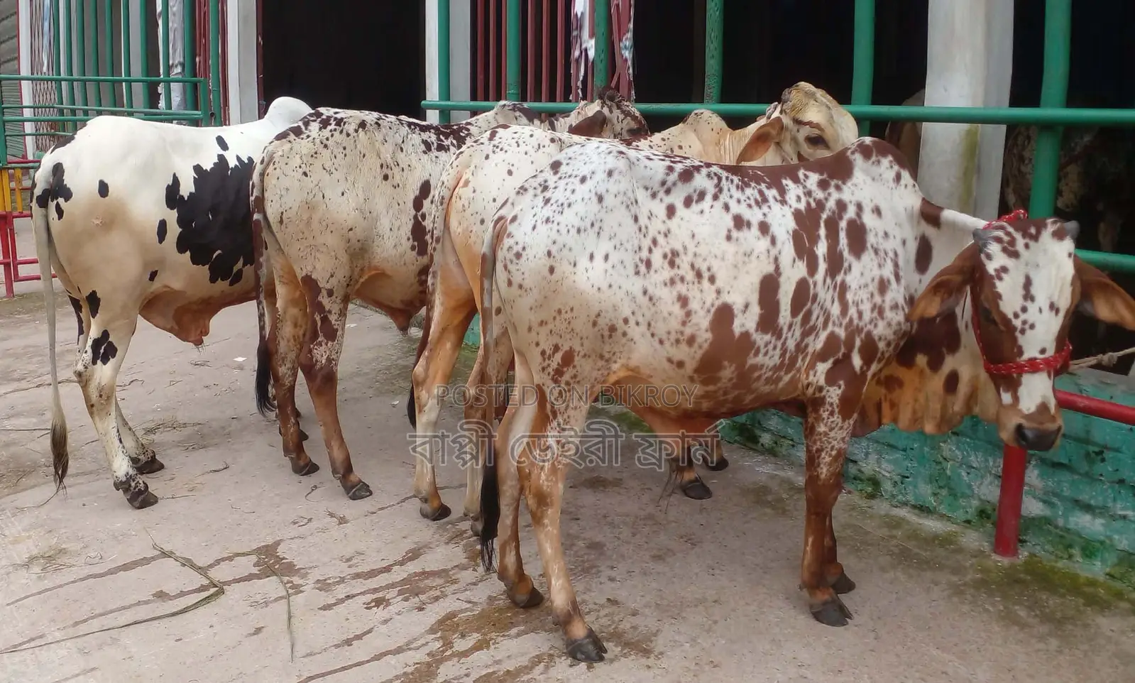 1375 No. 4 male calves for sale.