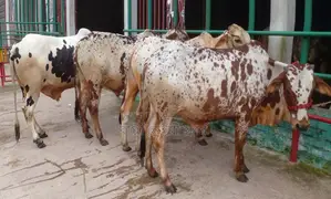 1375 No. 4 male calves for sale.