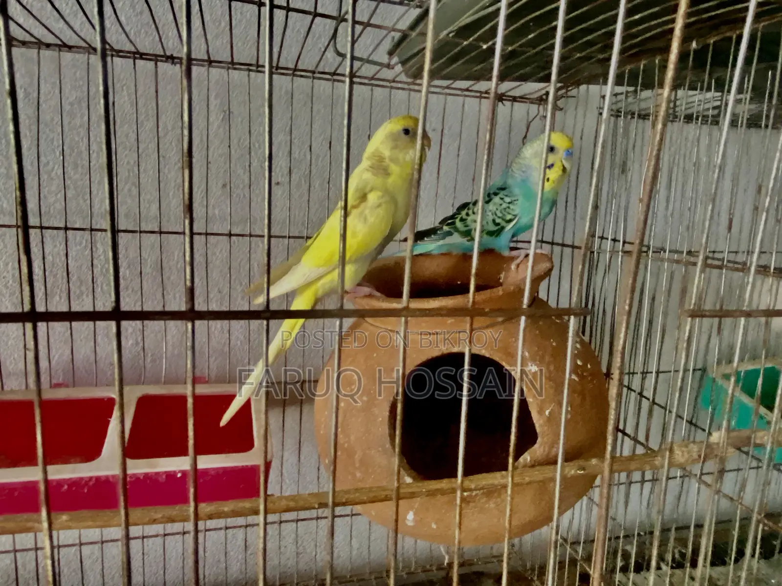 Budgerigar Bird