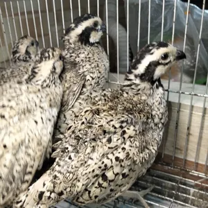 Snowflake Lot
