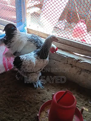 লাইট ব্রাহমা মুরগী বিক্রি