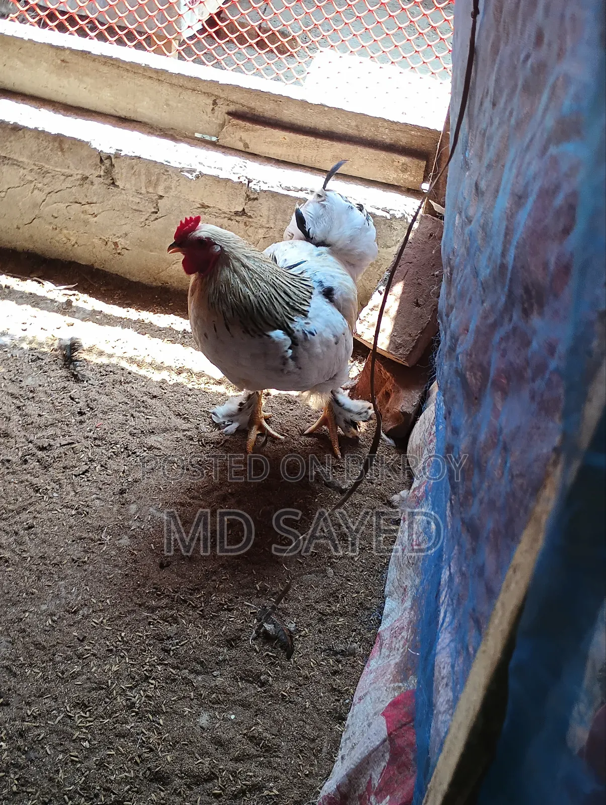 লাইট ব্রাহমা মুরগী বিক্রি