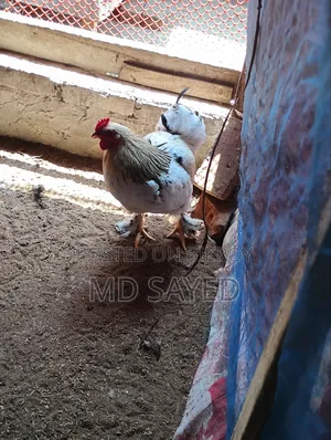 লাইট ব্রাহমা মুরগী বিক্রি
