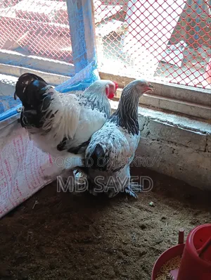 লাইট ব্রাহমা মুরগী বিক্রি
