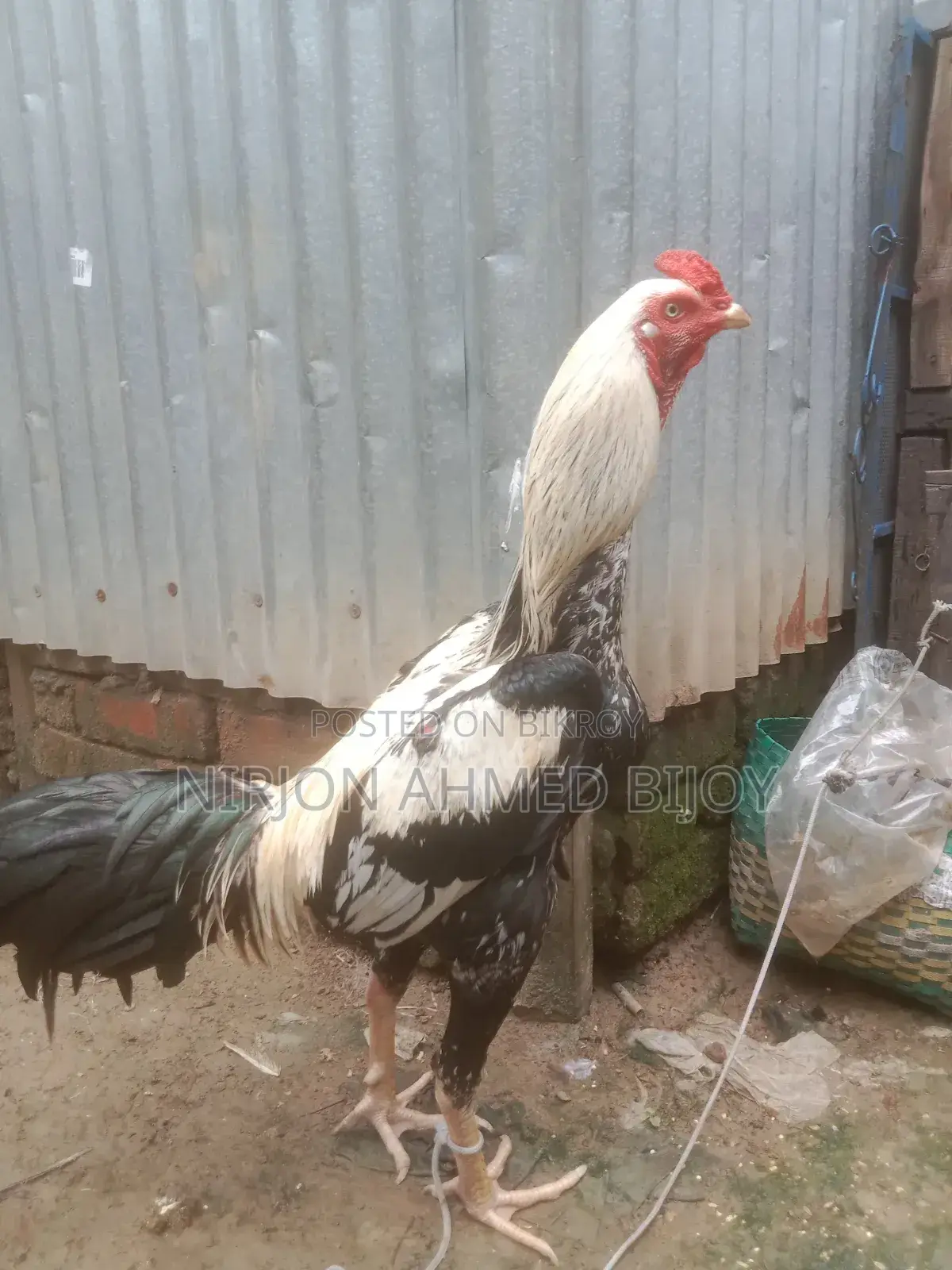 ফাইটার মোরগ বিক্রি করা হবে রানিং