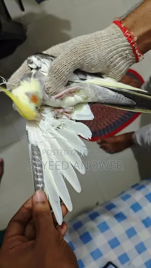 ককাটেল পাখি বিক্রি