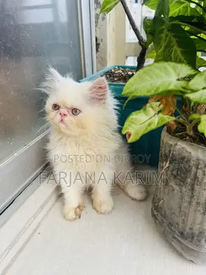 ১-৩ মাস বয়সী ফিমেল পিওরব্রেড এক্সোটিক