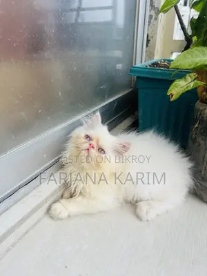 ১-৩ মাস বয়সী ফিমেল পিওরব্রেড এক্সোটিক