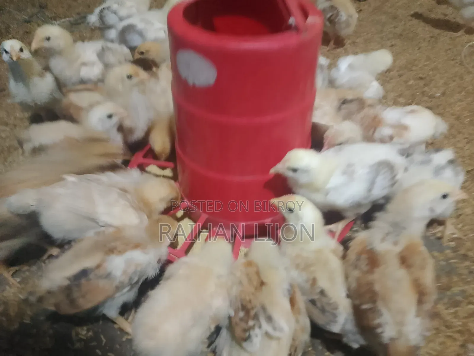 মুরগি বাচ্ছা