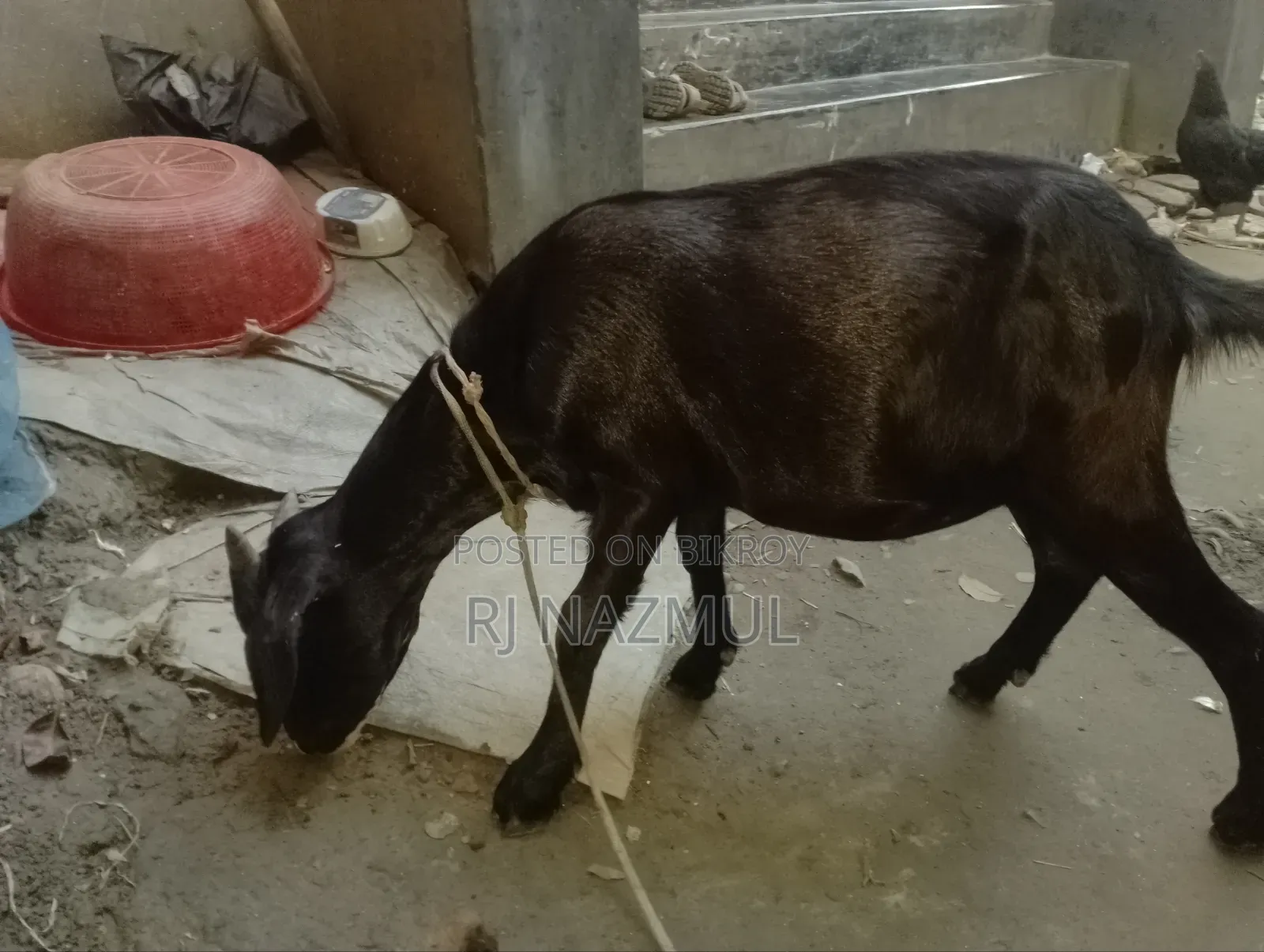 দেশি খাশি ছাগল
