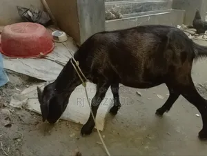 দেশি খাশি ছাগল