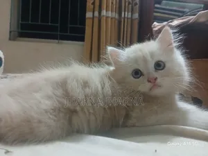 1-3 Months Female Purebred Persian