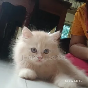 1-3 Months Female Purebred Persian