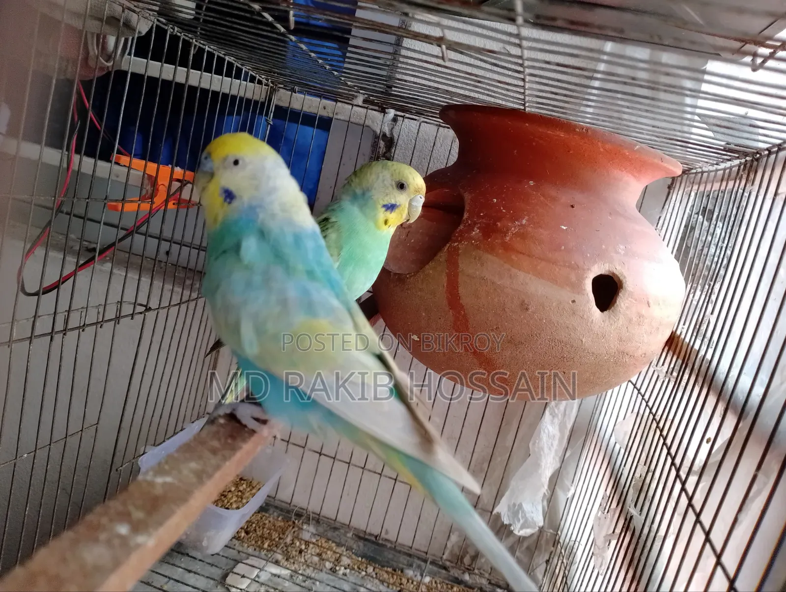 রানিং বাজিগর পাখি