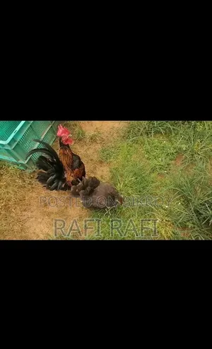 সেরেমা রানিং জোড়া