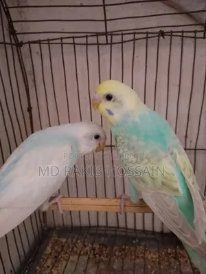 বাজিগর পাখি