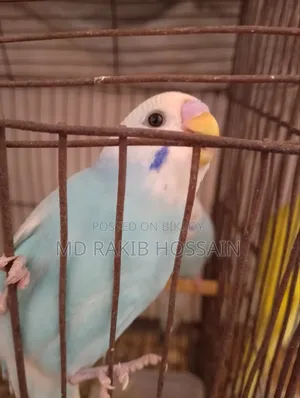 বাজিগর পাখি