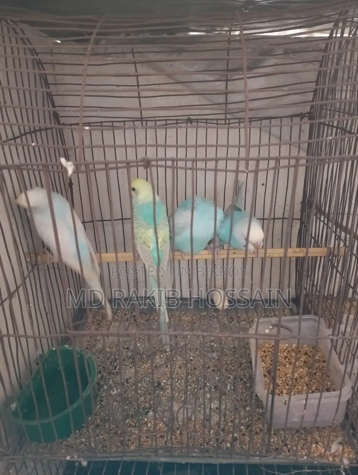 বাজিগর পাখি