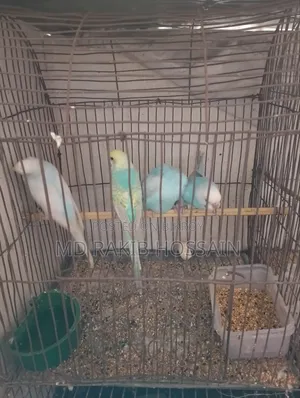 বাজিগর পাখি