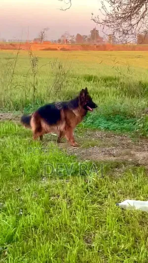 1-3 Months Male Purebred German Shepherd