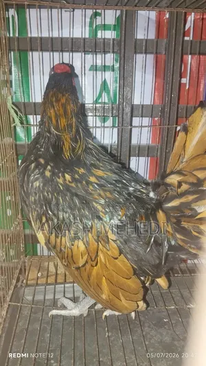 গোল্ডেন সেবরাইট মোরগ ১ পিছ