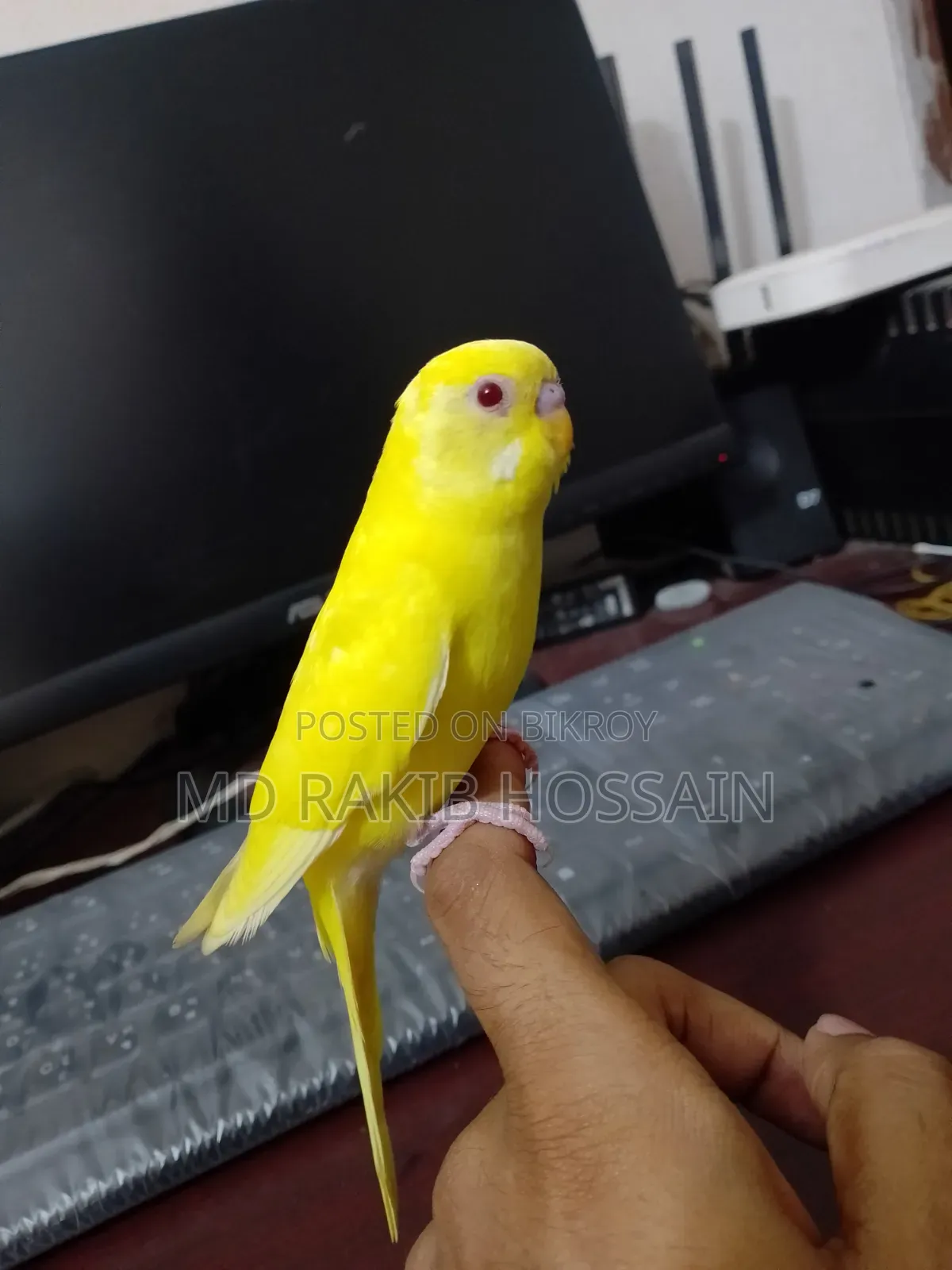 Single Lutino Budgie