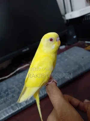Single Lutino Budgie