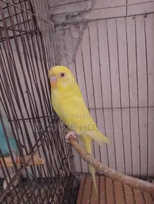 Single Lutino Budgie