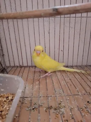 Single Lutino Budgie