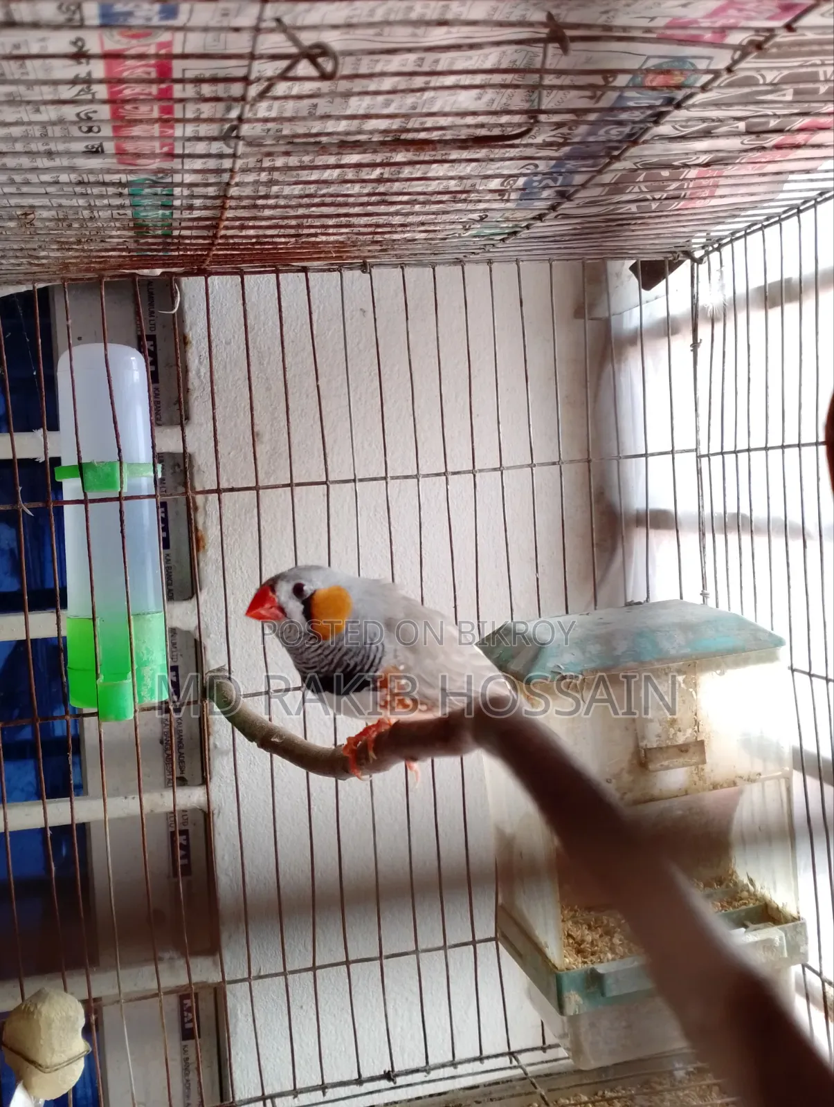 Adult Running Finch Bird
