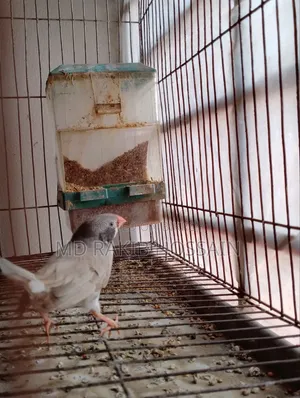 Adult Running Finch Bird
