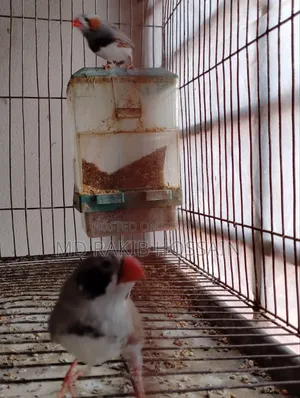 Adult Running Finch Bird