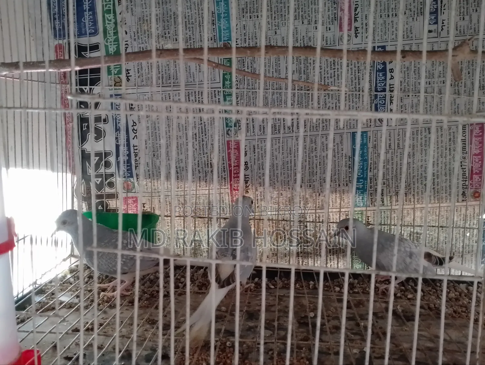 Diamond Dove 3 Pieces