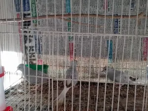 ডায়মন্ড ডাভ ৩ পিস